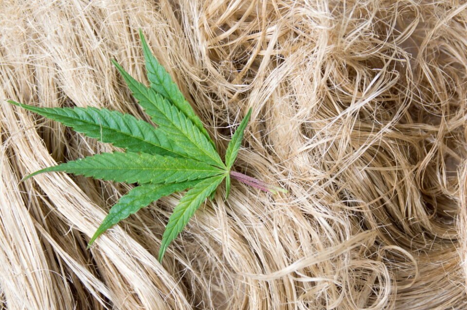 Regulatory chaos threatens US hemp industry - MEDCAN24
