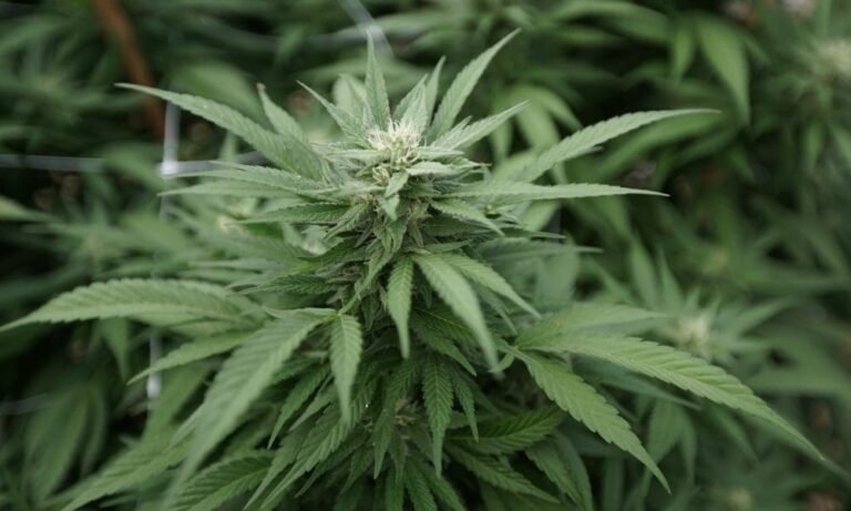 Lawmakers In Slovenia Unveil Proposal To Legalize Marijuana For Medical And Scientific Use - MEDCAN24