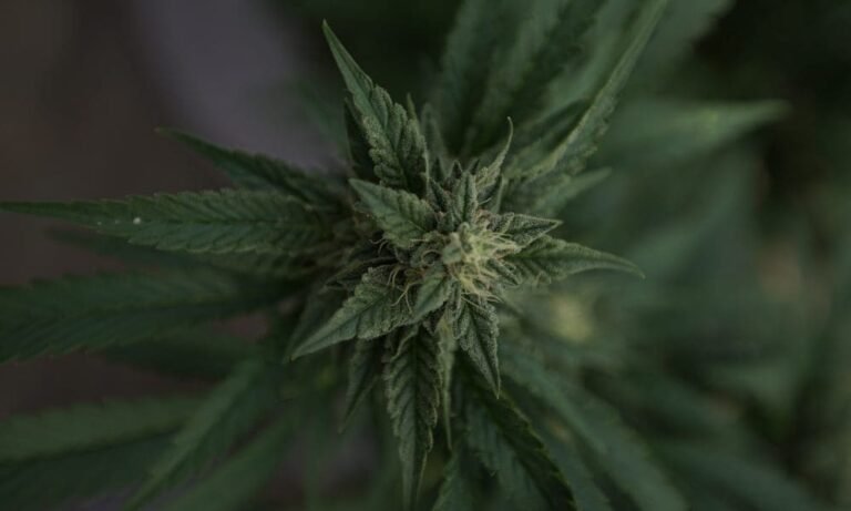 Delaware Governor Signs Marijuana Bill To Address FBI Dispute That Threatened To Delay Recreational Market Launch - MEDCAN24