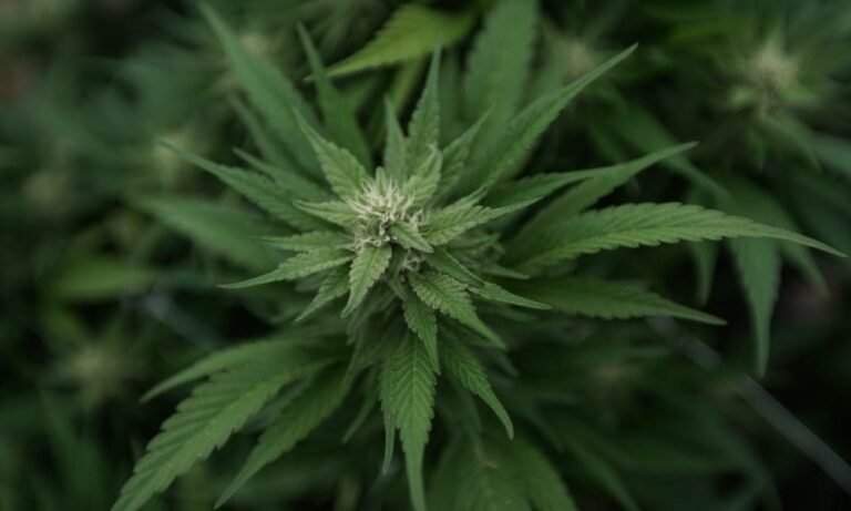 Indiana Lawmakers Weigh Widespread Ban On All Marijuana Advertising, Not Just On Billboards - MEDCAN24