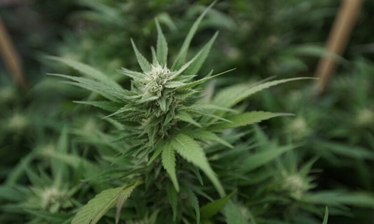 Delaware Lawmakers Advance Marijuana Bill To Address Dispute With FBI That Has Threatened To Delay State’s Recreational Market - MEDCAN24