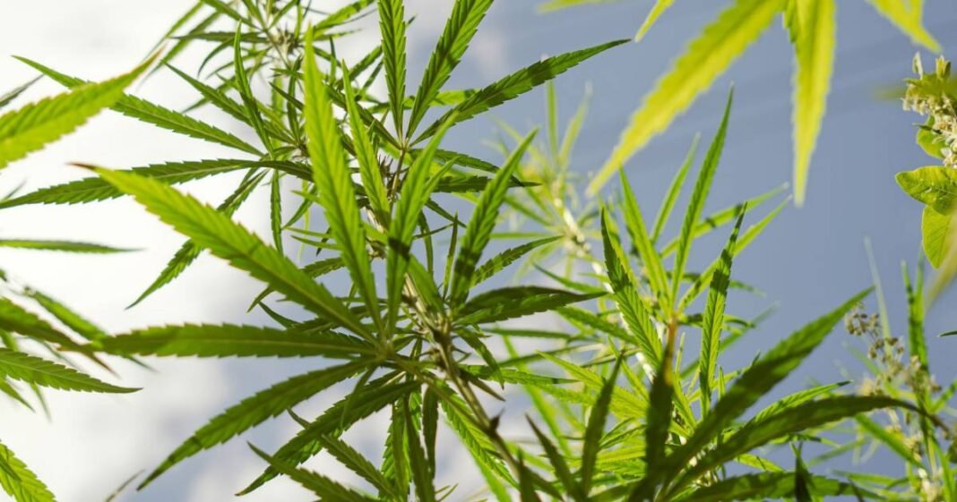 NSW Draft Hemp Plan Consultation Kicks Off