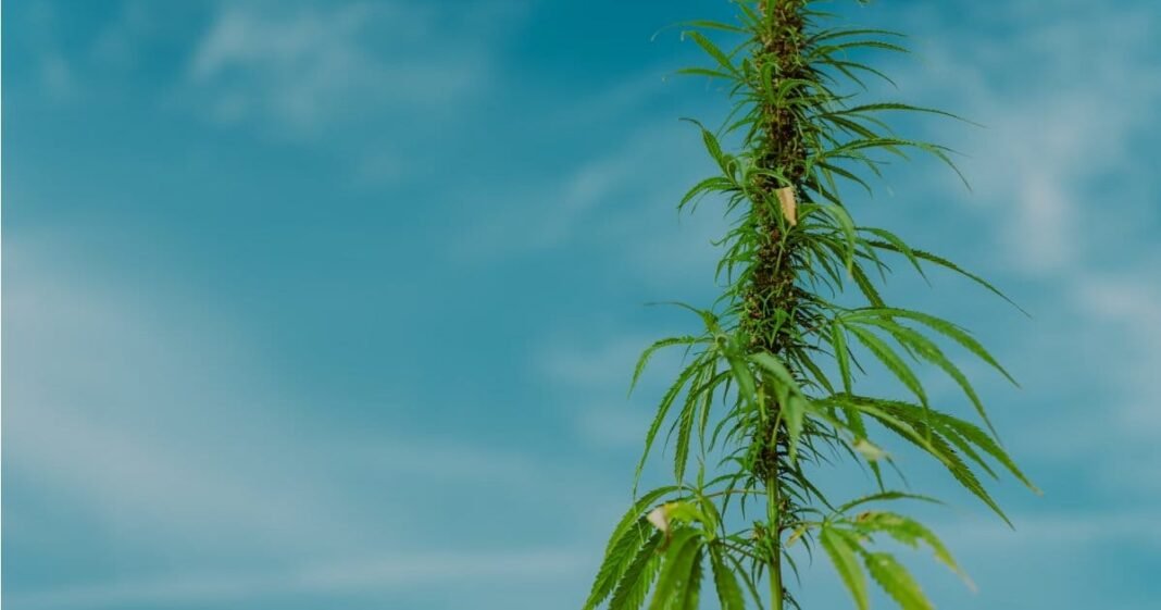Trump Cuts Threaten Hemp Projects
