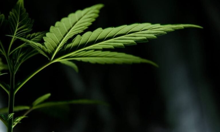 The VA Is Hiring A Contractor To Help Explain Medical Marijuana’s Benefits And Risks For Military Veterans
