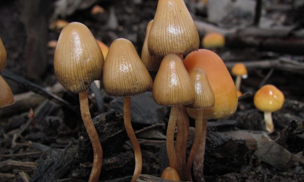 DeSantis Says He’ll Sign Florida Bill To Criminalize Psychedelic Mushroom Spores