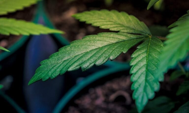 Ohio Lawmakers Hear Testimony Against Marijuana Bill That Critics Say Would Undermine Voter-Approved Legalization Law