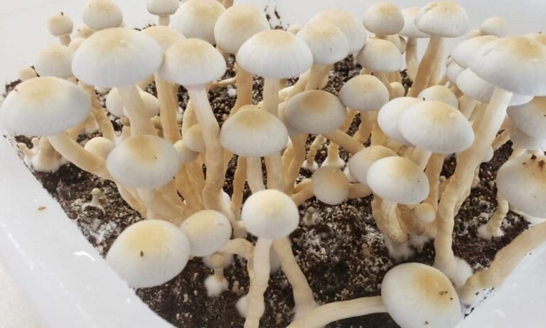 Texas House Passes Psychedelics Bills Aimed At Expediting Access To Therapy Once FDA Approves Psilocybin And MDMA