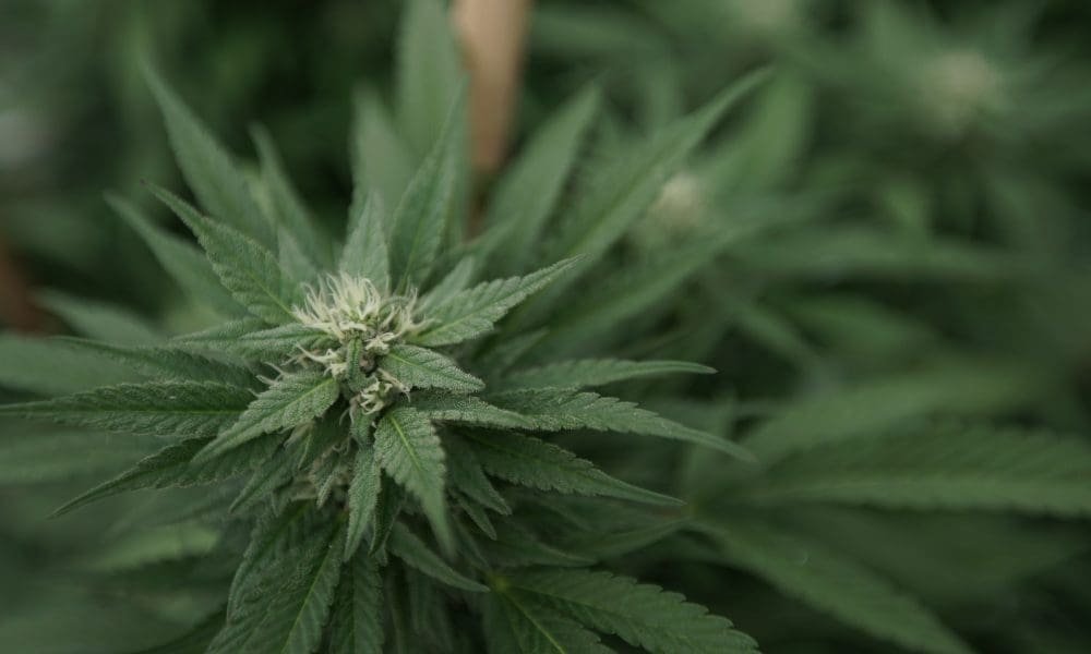 Trump Replaces Prosecutor Who Threatened Medical Marijuana Dispensary With Fox News Host Who Joined Cannabis Company’s Board