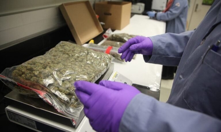 Cannabis Industry Should Develop More ‘Consistent’ Drying Methods, Federal Science Agency Says
