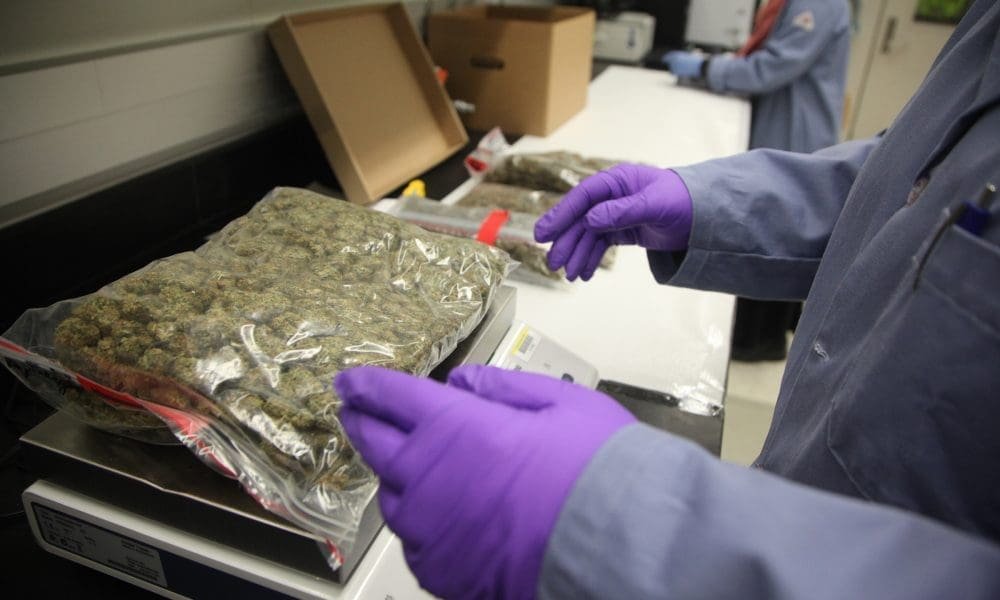 Cannabis Industry Should Develop More ‘Consistent’ Drying Methods, Federal Science Agency Says