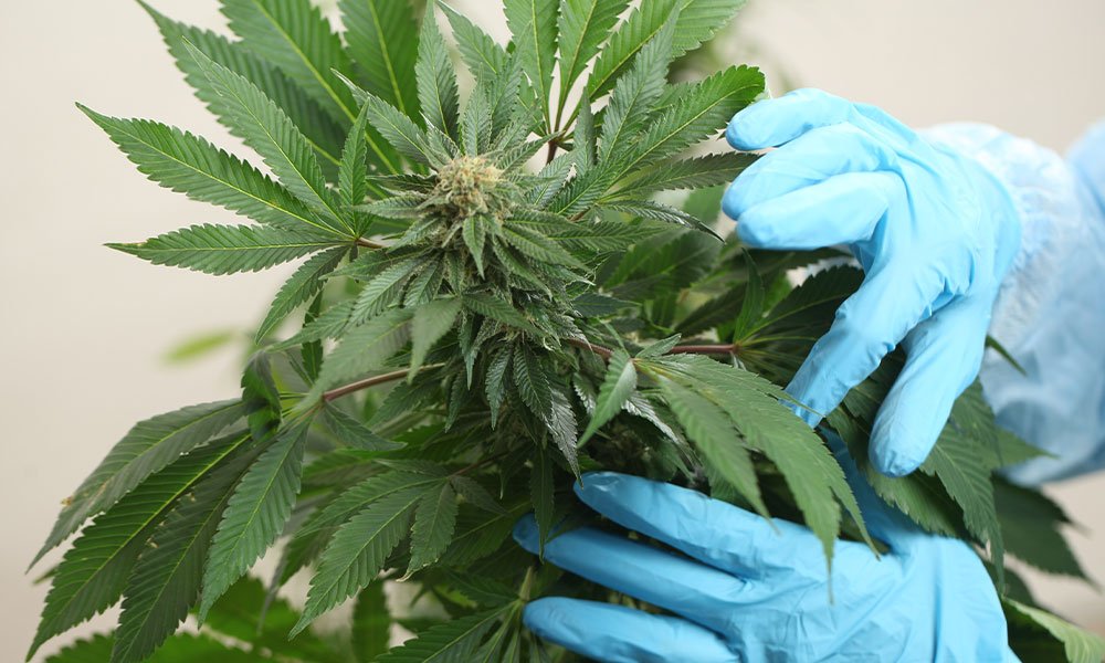 Study Finds Inhaled Cannabis an Effective Treatment for Neuropathic Pain - MEDCAN24
