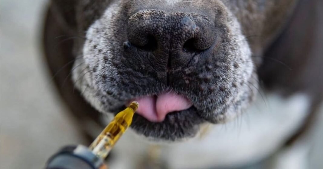 Veterinary Cannabis Society Rails Against Proposed THC Rules