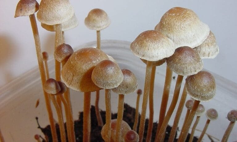 Nevada Assembly Passes Resolution Urging Congress To Reschedule Psychedelics And Protect ‘Supervised Adult Use’ Of The Substances