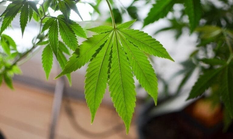 The New Hampshire Senate Has Rejected Every Marijuana Bill Passed By The House This Session