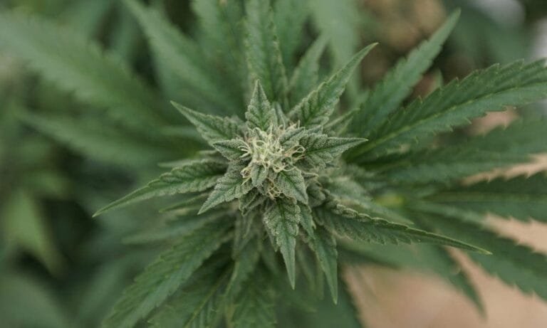 Oklahoma Marijuana Activists Say New Ballot Restrictions Signed By Governor Won’t Stop Their Legalization Push