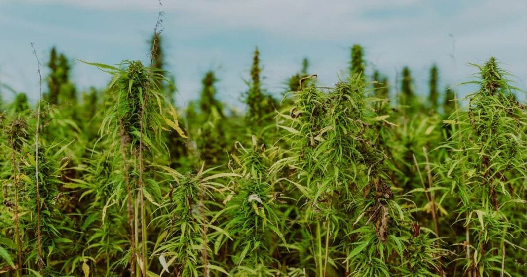 Ukraine’s Industrial Hemp Sector Gaining Steam