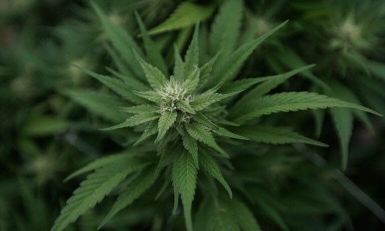 DEA Promotes Claim That Marijuana Could Be More Likely To Cause Psychosis Than Meth