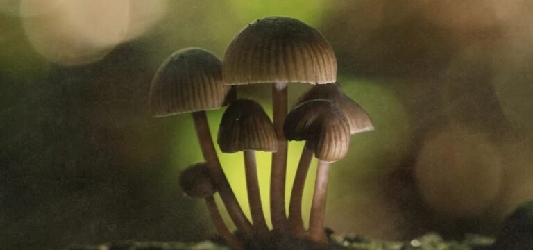 Colorado Psychedelics Program Primed for Launch
