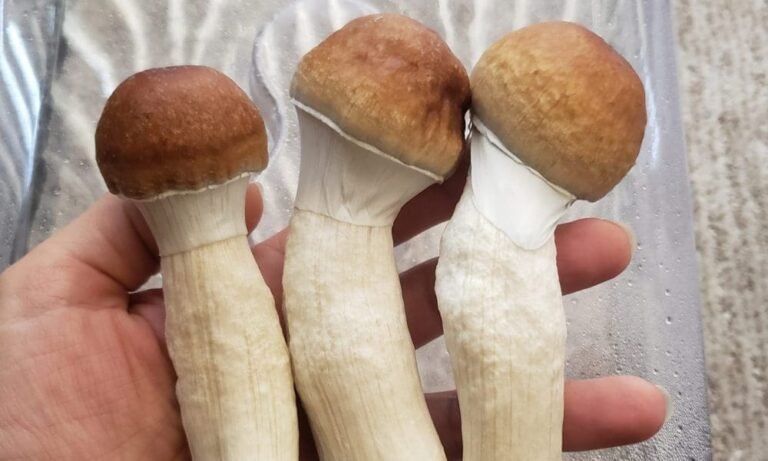 Florida Legislature Passes Bill To Outlaw Psychedelic Mushroom Spores, Sending It To DeSantis’s Desk
