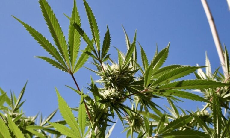Democratic Congresswoman Blasts Efforts To Restrict D.C. Marijuana Laws, Vowing To ‘Continue To Fight’ For Reform