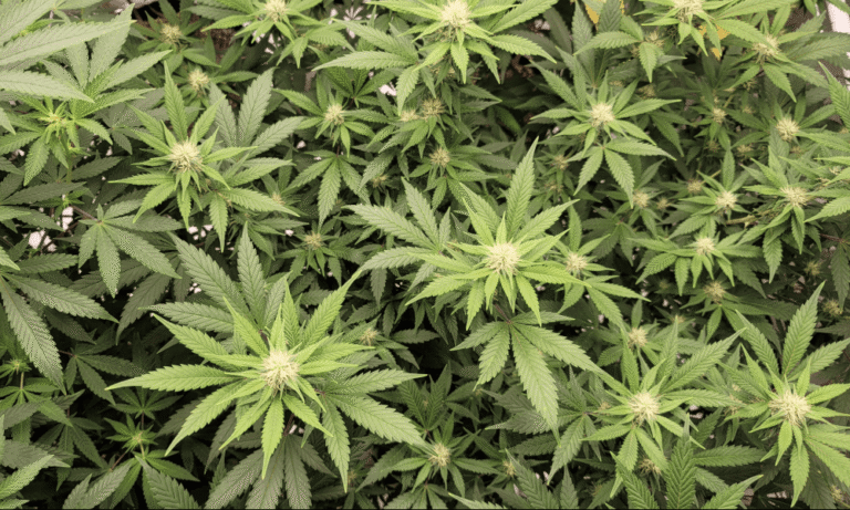 DEA Blames Legal Marijuana States For Inadvertently Aiding Cartels While Also Admitting That Prohibition States Create Illegal Market Opportunities