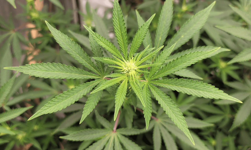 Cayman Islands Voters Approve Marijuana Decriminalization Referendum