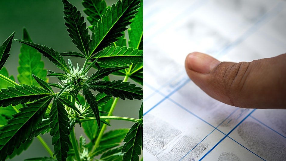 Delaware Receives FBI Code; Adult-Use Cannabis Sales ‘Partially’ a Go
