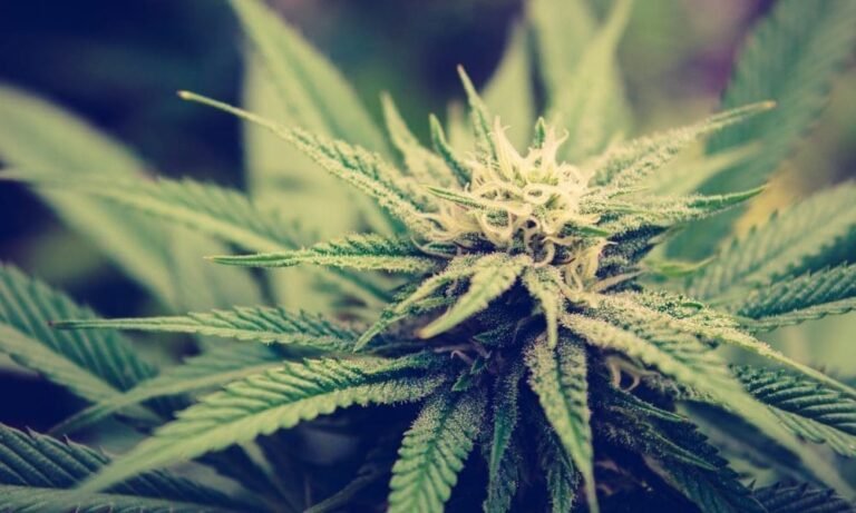 Florida Marijuana Legalization Campaign Joins Lawsuit Against New Ballot Initiative Restrictions Signed By DeSantis