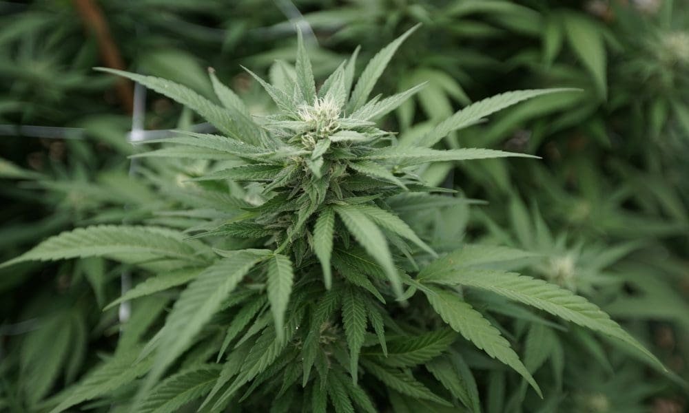 Nevada Lawmakers Weigh Bill To Stop Disqualifying Foster Parents’ Eligibility Over Marijuana