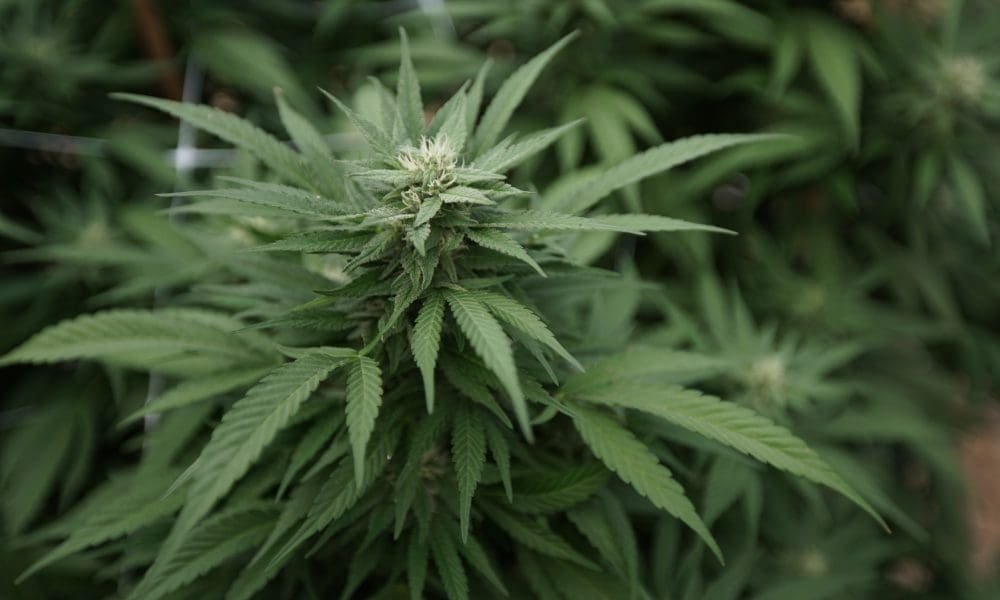 New York Governor Signs Budget After Lawmakers Remove Her Plan To Let Police Use Marijuana Odor Against Drivers