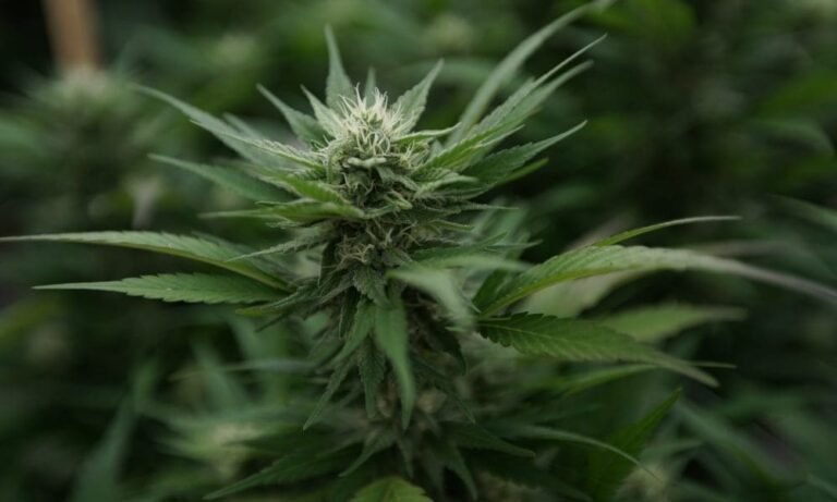 GOP-Led Wisconsin Committee Cuts Governor’s Marijuana Legalization Proposal From Budget