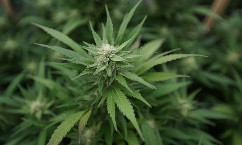 Montana Lawmakers Send Governor Two Competing Bills To Direct Marijuana Taxes Toward Private Land Conservation