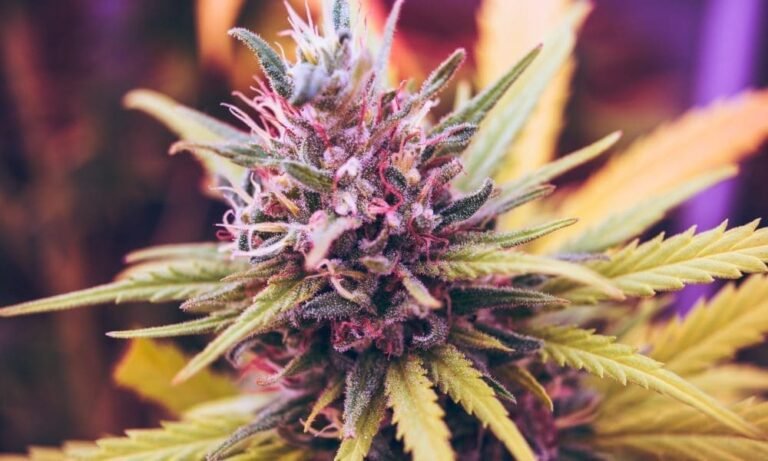 Nevada Governor Signs Bill To Stop Disqualifying People From Being Foster Parents Over Past Marijuana Convictions