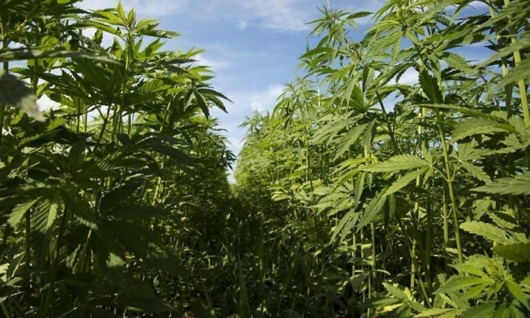 GOP Congressional Committee Proposes Ban On Hemp Products With THC That Advocates Say Would Have ‘Devastating’ Impact On Industry