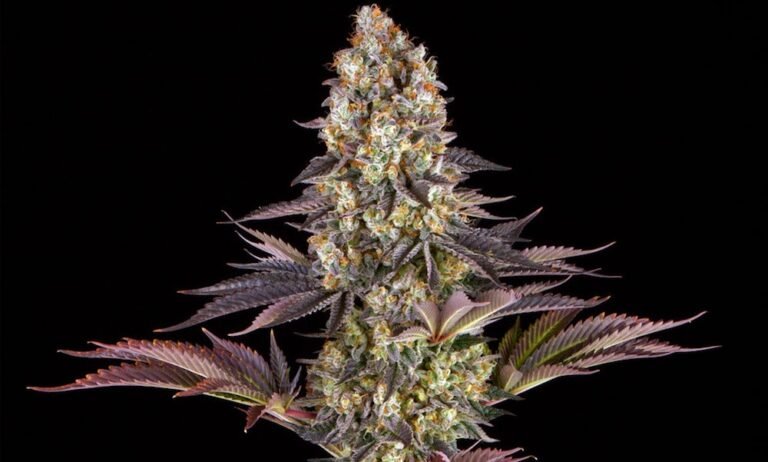 Barney’s Farm Partners With Backpackboyz on Groundbreaking Cannabis Genetics Project - MEDCAN24