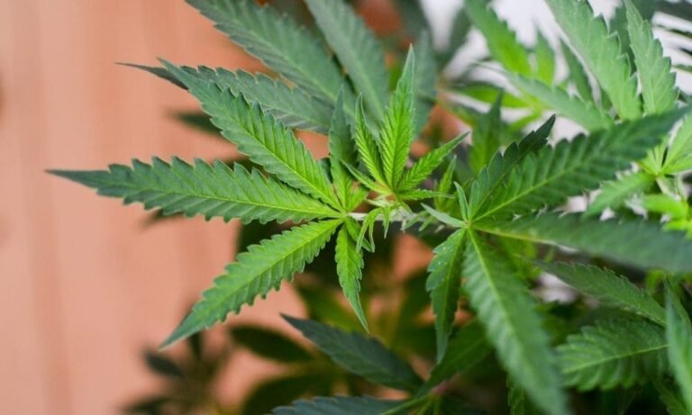 Wisconsin Will Legalize Marijuana If Democrats Control Legislature, Governor Says, So People Can Stop Buying It Next Door In Illinois