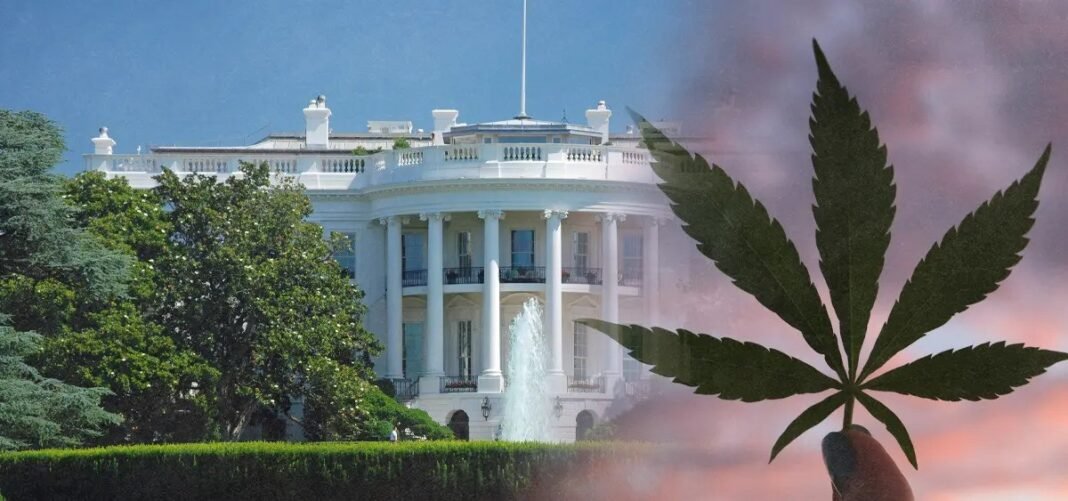 Letter to Trump Calls for Ending Federal Cannabis Arrests to Save Government Money - MEDCAN24