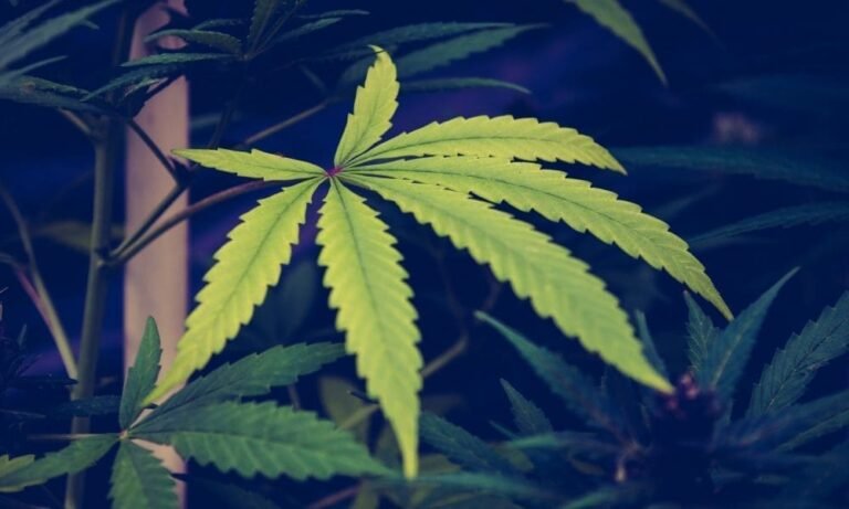 Ohio GOP Lawmakers Can’t Agree On How To Amend Marijuana Law, Causing Planned Vote To Be Canceled