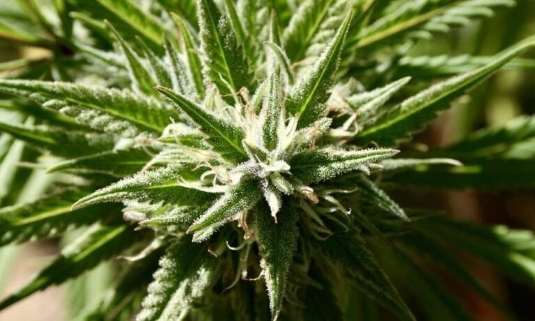 Marijuana Opponents ‘Have Lost’ The Debate, GOP Senator Says, Arguing ‘It’s Time’ To Regulate It Like Alcohol And Tobacco