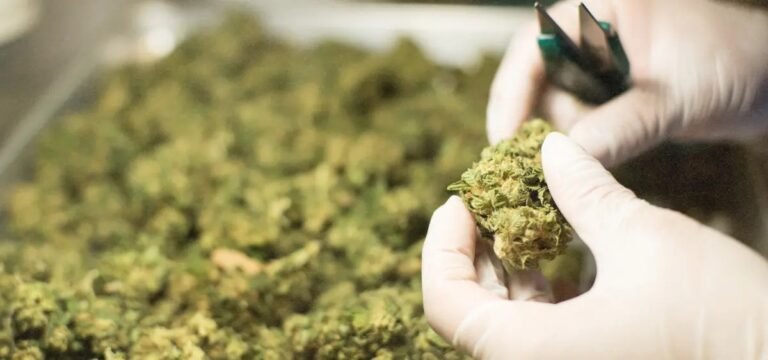 Tilray Brands Subsidiary is First Company in Italy Approved to Distribute Medical Cannabis Flower