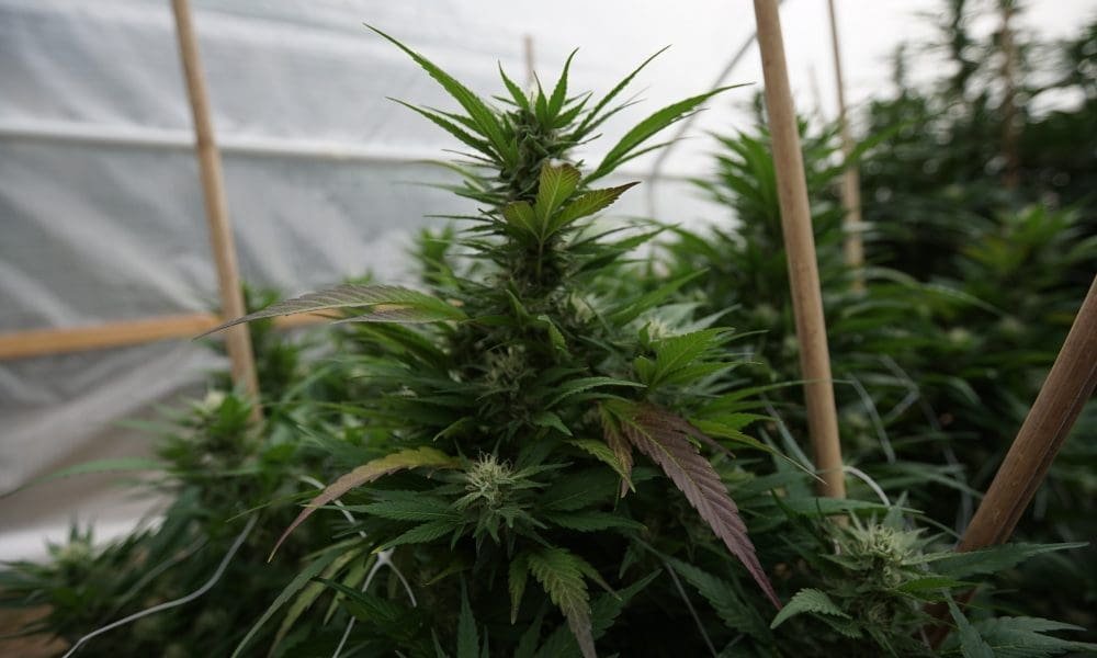 New York Lawmakers Send Governor Bill To Extend Marijuana Business Tax Return Deadlines