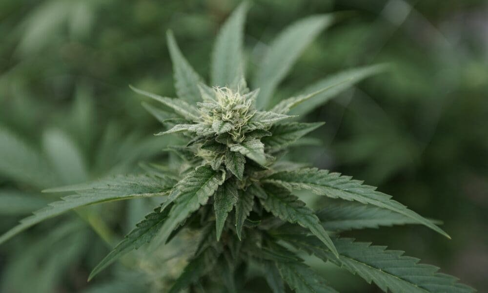Delaware Bill To Loosen Local Restrictions On Marijuana Business Zoning Heads To Governor, But Will He Sign It?