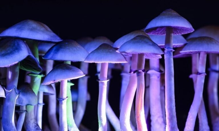 New Hampshire Bill To Ease Psilocybin Penalties Advances Through House But Is Tabled In Senate