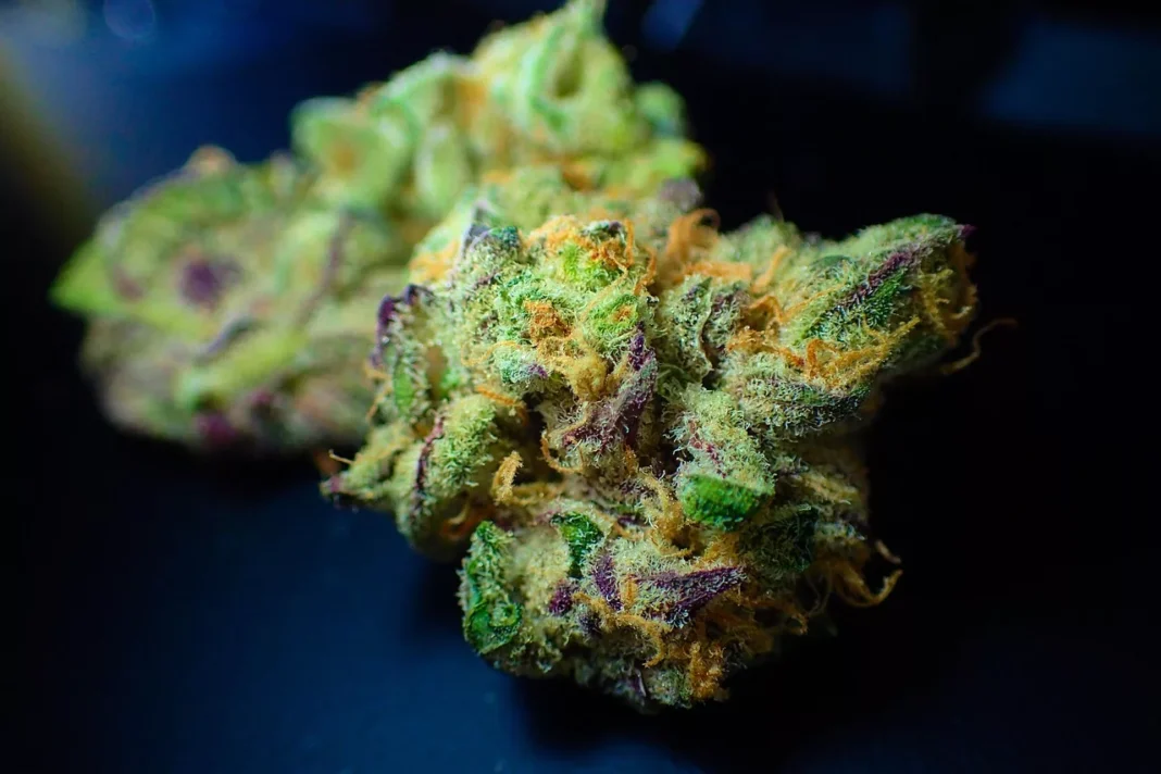 Czy złota era Thca Flower dobiega końca?
