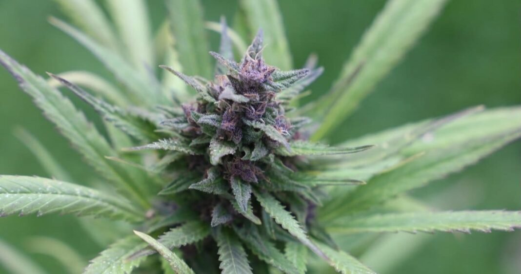 Report: Time To Get Cracking  On NSW Cannabis Reform