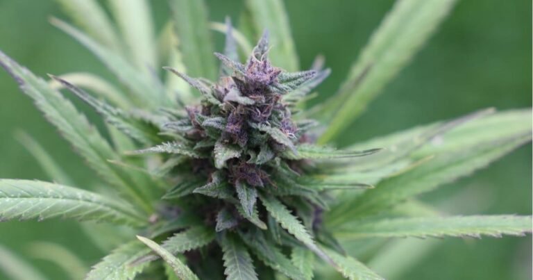 Report: Time To Get Cracking  On NSW Cannabis Reform