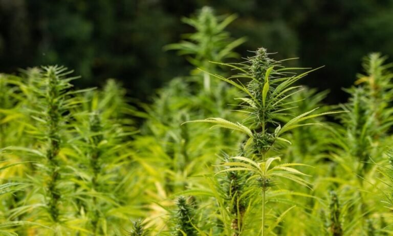 Using Hemp Flour And Oil Can Make Gluten-Free Baked Goods With ‘Optimal’ Texture And ‘Significant’ Nutrition, Study Shows - MEDCAN24
