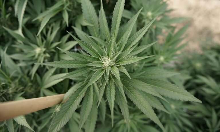 Facing Public Pushback, Ohio House Committee Says More Changes Are Coming To State’s Marijuana Overhaul Bill
