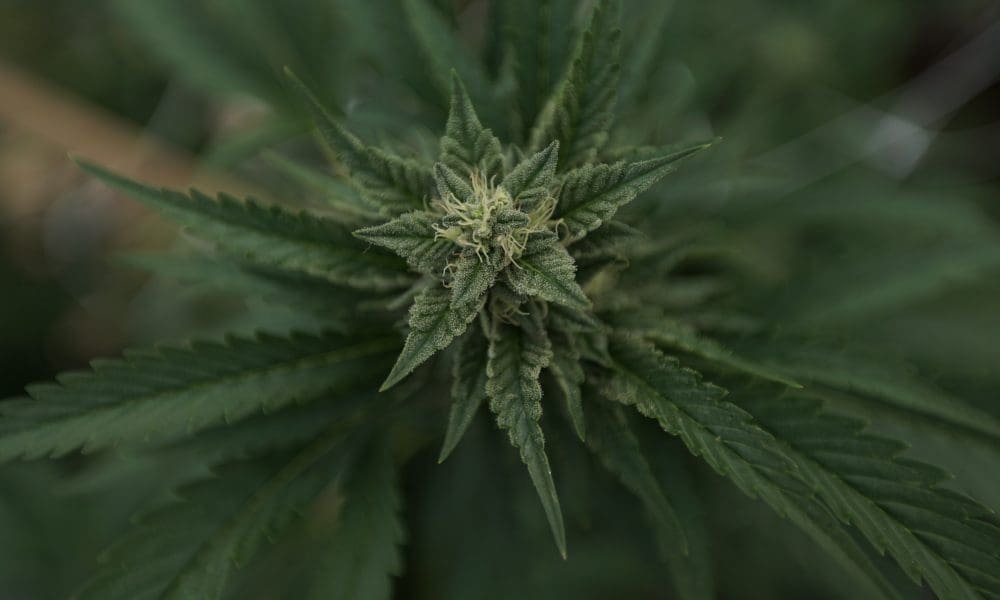 Florida Marijuana Activists Collect Enough Signatures On 2026 Legalization Ballot Measure To Trigger Fiscal And Judicial Review