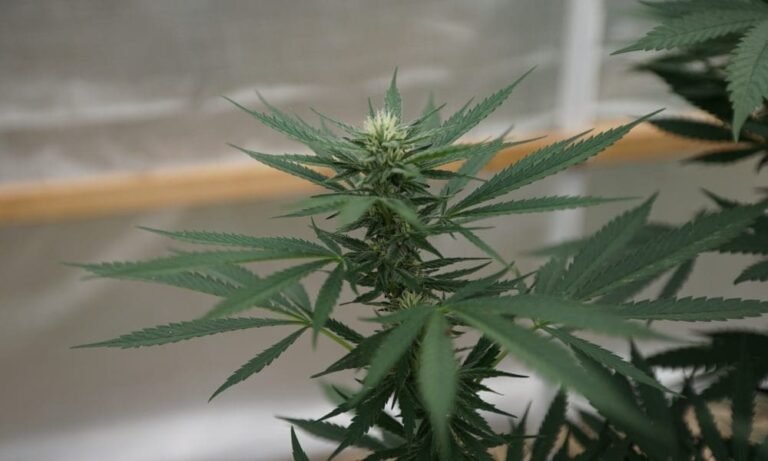 Co-Owners Of Company At Center Of Missouri Cannabis Recall Were Approved For Separate Marijuana License